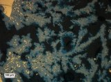 Дендритный агрегат сфалерита с эмульсионной вкрапленностью халькопирита. Металлургические шлаки. Полированные шлифы, николи параллельны